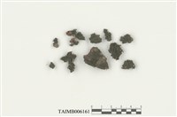 藏品(細體頂鱗蘚 )的圖片